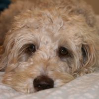 Photo of Lexi