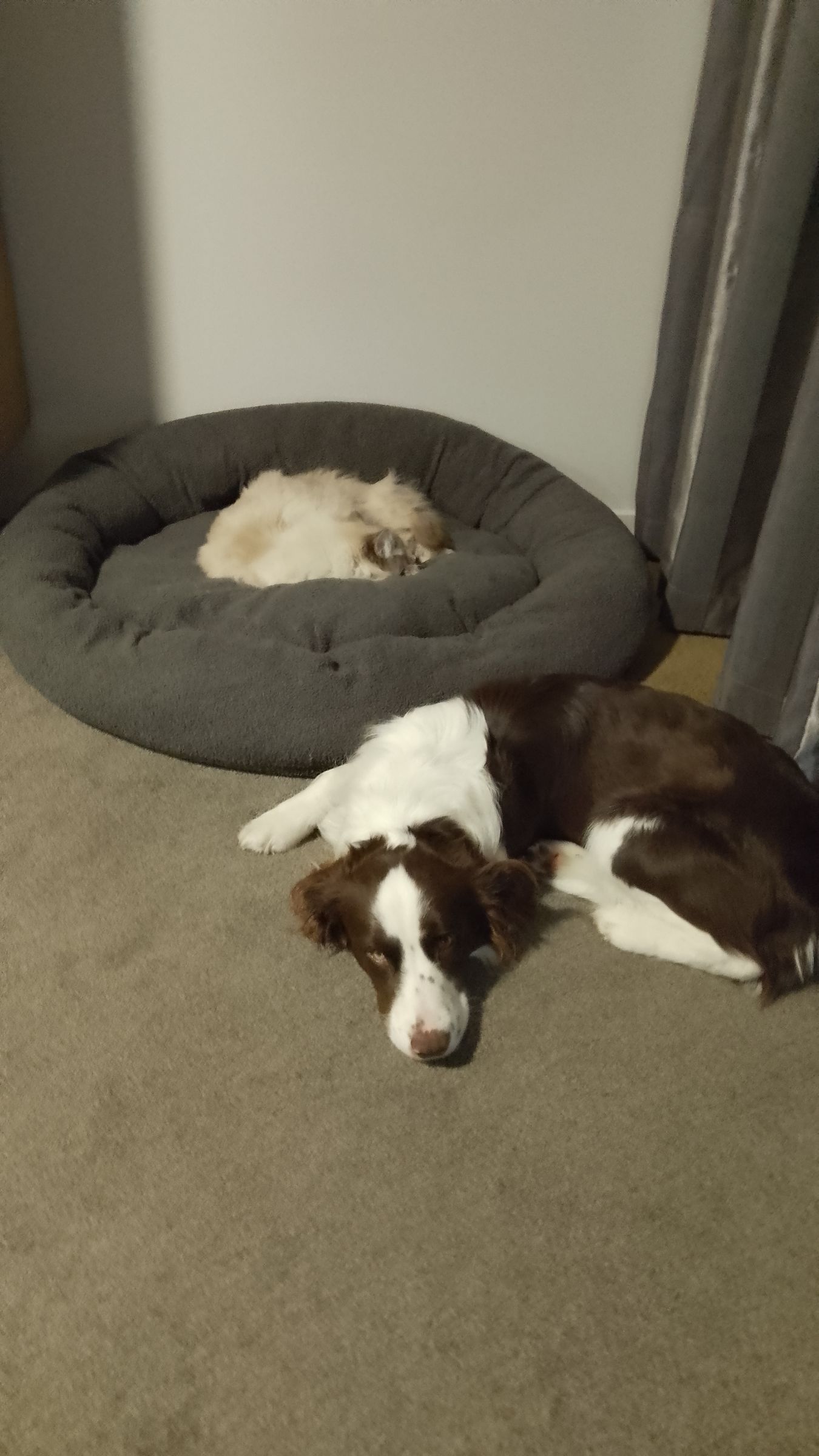 Tigger (cat) And Beau (Dog)