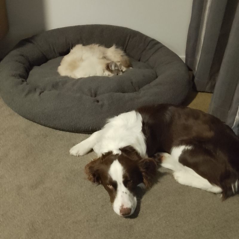 Photo of Tigger (cat) And Beau (Dog)
