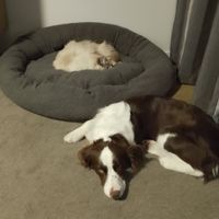 Photo of Tigger (cat) And Beau (Dog)