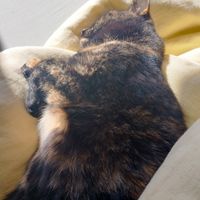 Photo of Luna