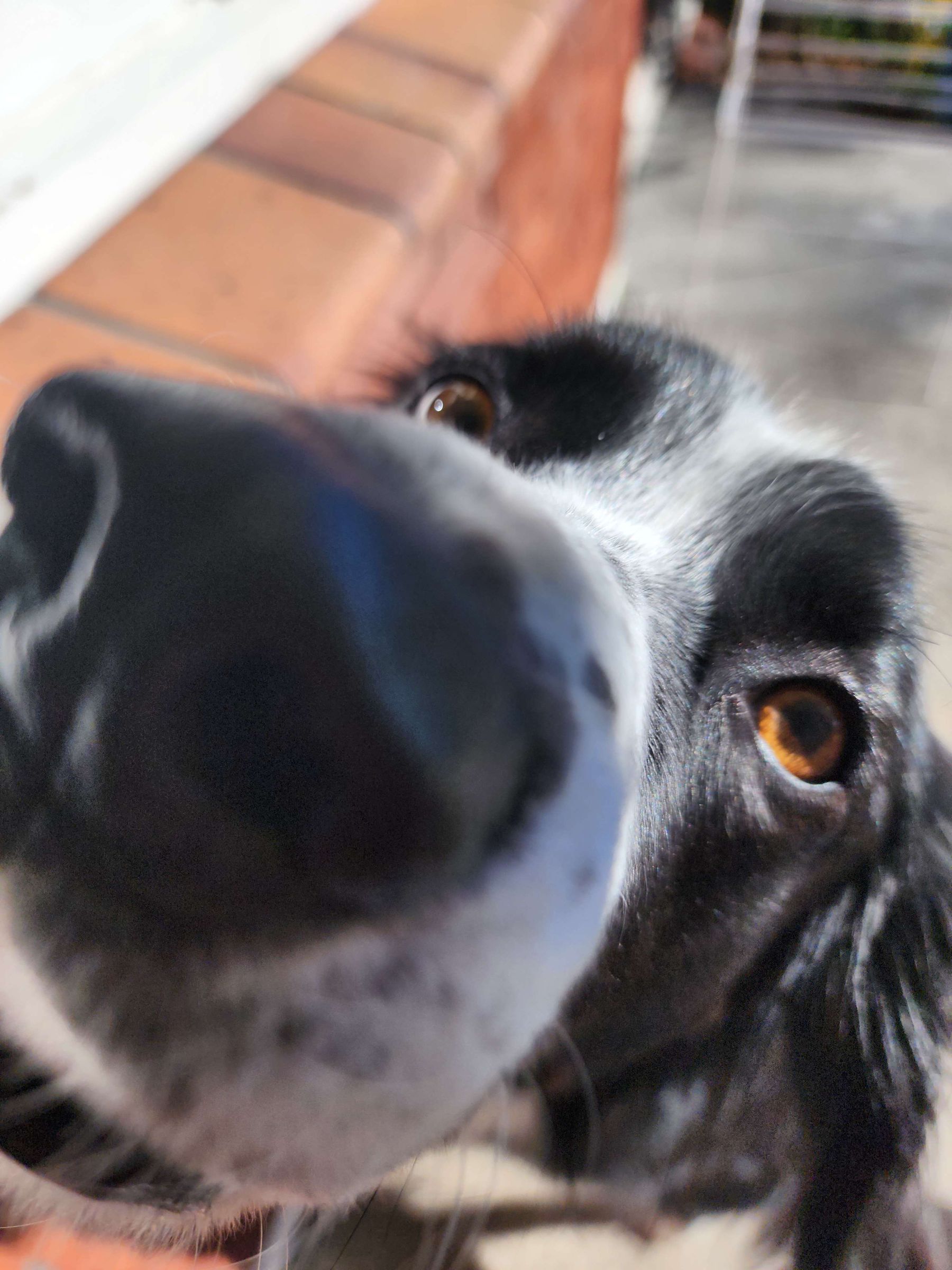 Dog