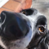 Photo of Dog
