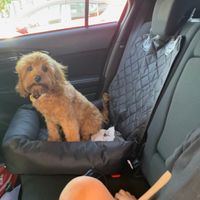 Photo of Milo