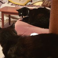 Photo of Sniper and mitten