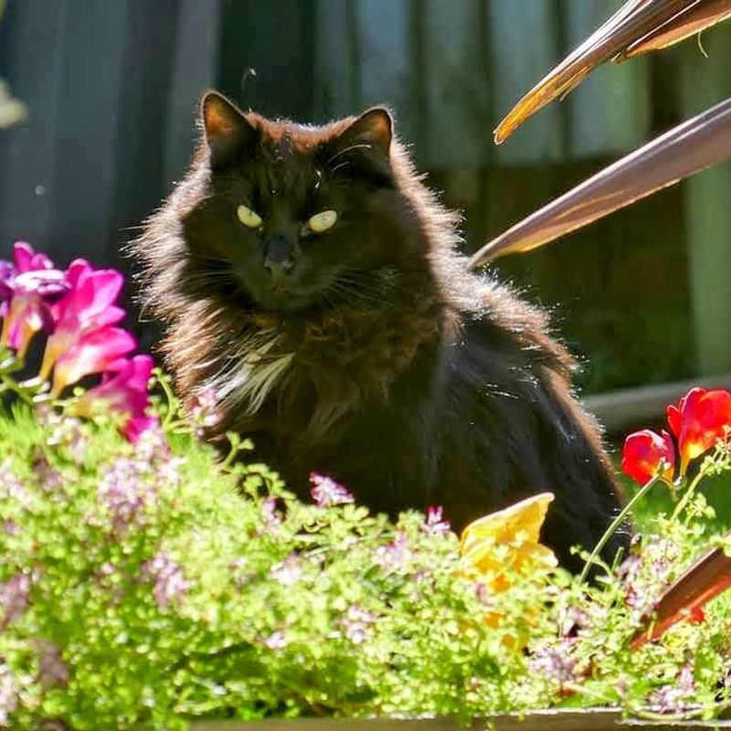 Photo of Tui