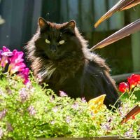 Photo of Tui