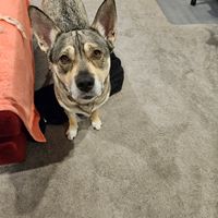 Photo of Lusky The Husky