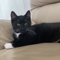 Photo of Cuco