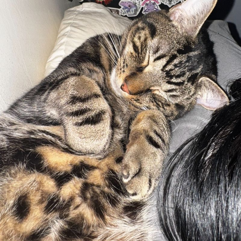 Photo of Bongo