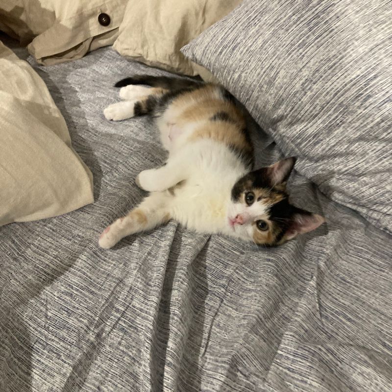 Photo of Olive