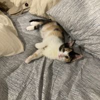 Photo of Olive