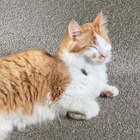 Photo of Uno