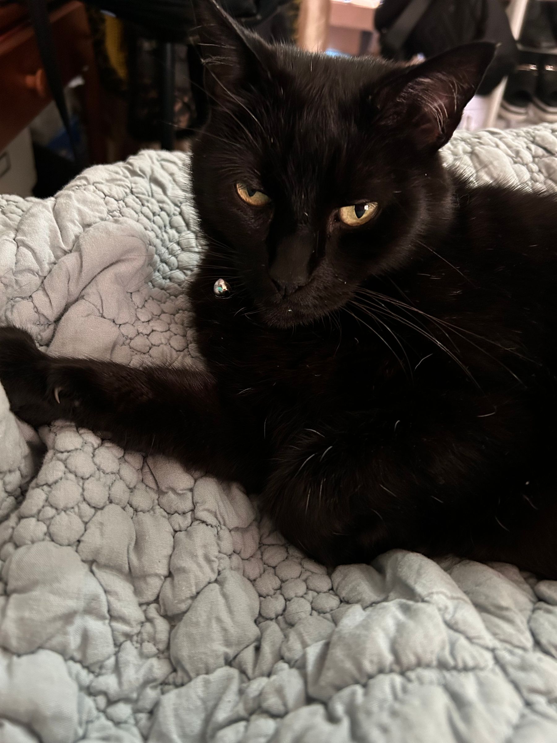 Buddy