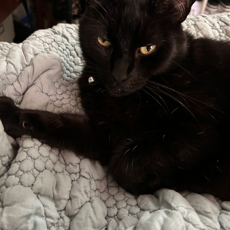 Photo of Buddy