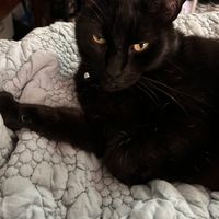 Photo of Buddy