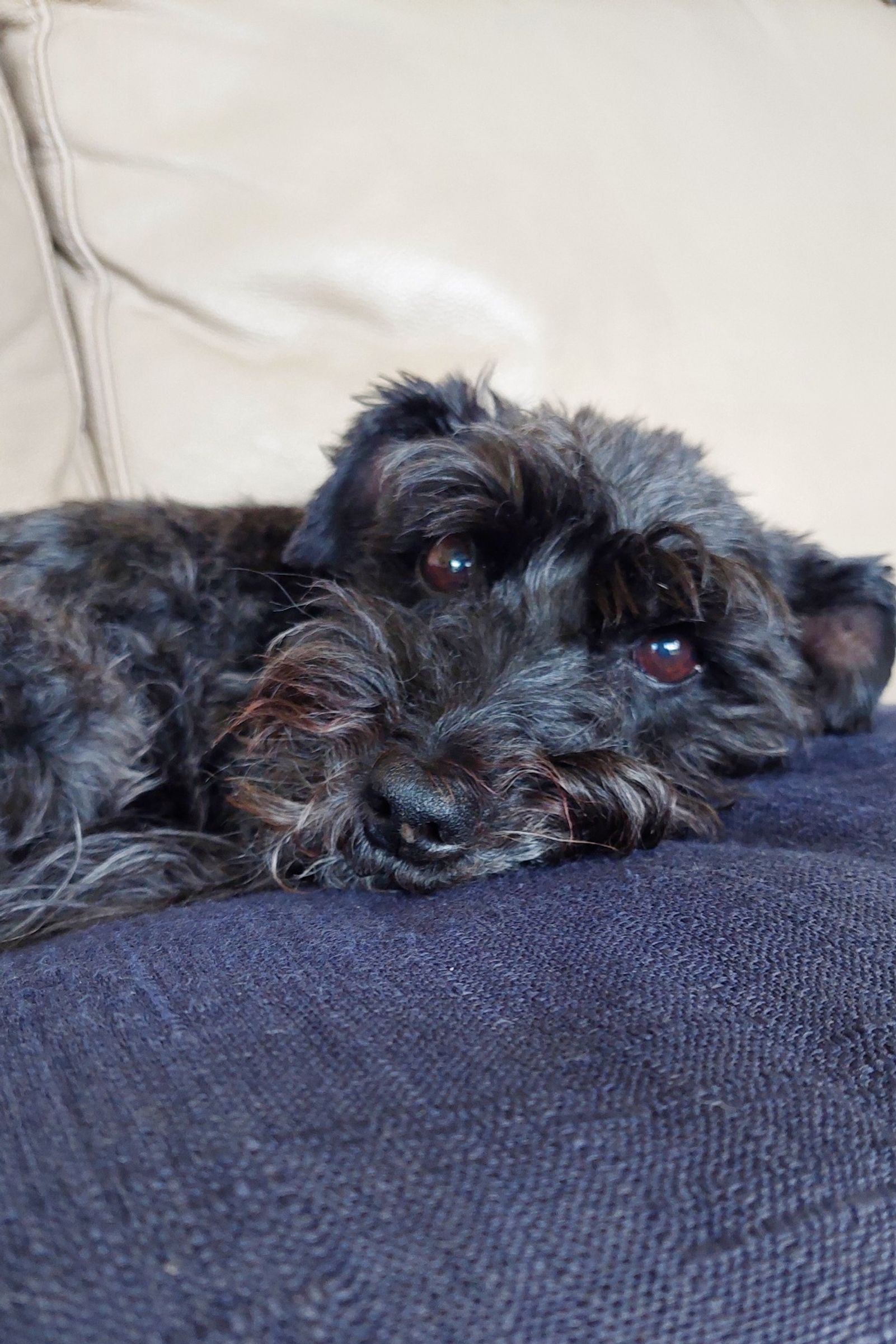 Poppy