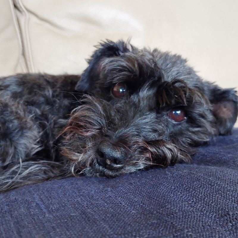 Photo of Poppy