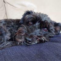 Photo of Poppy