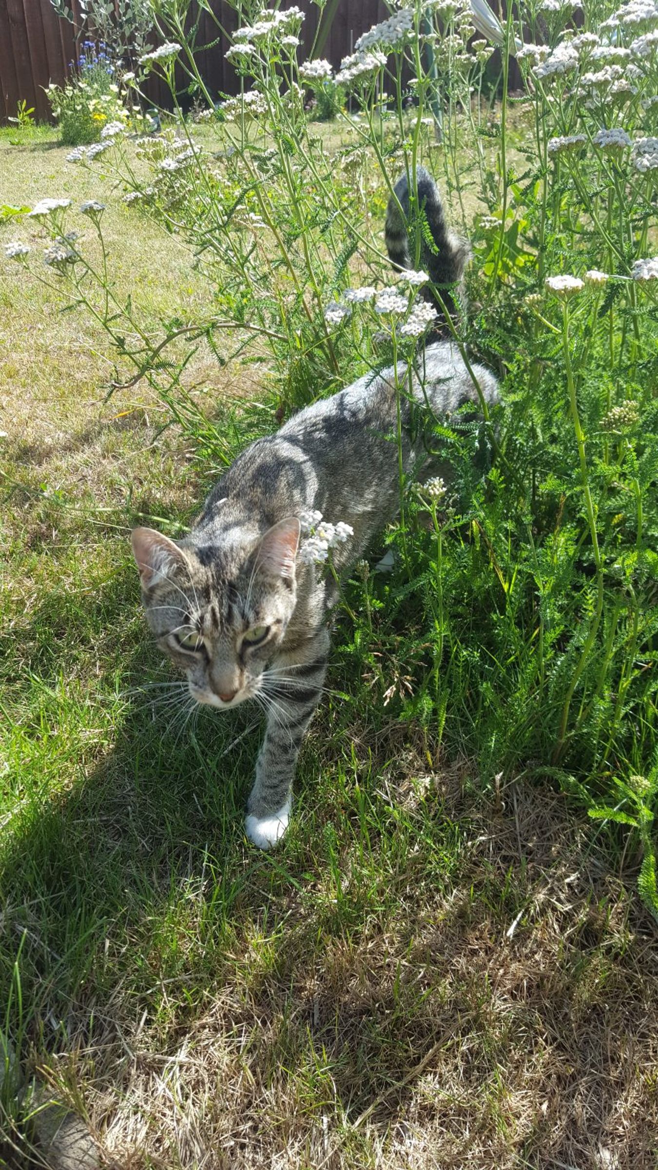 Sid