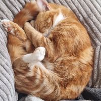 Photo of Chili
