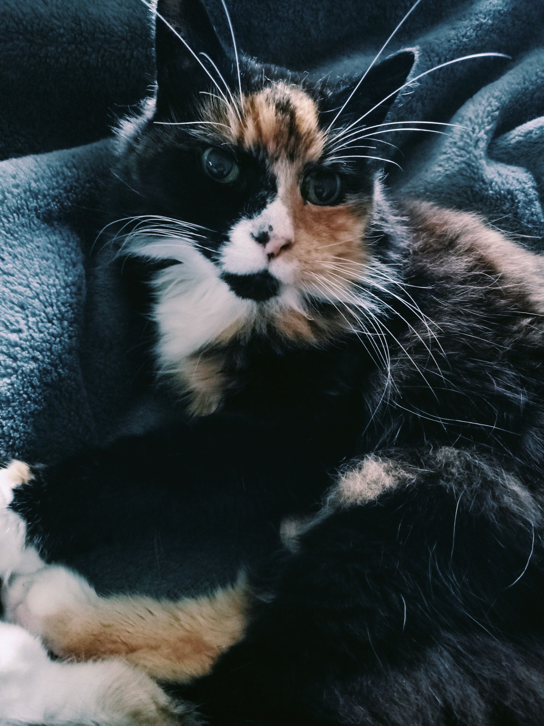 Pudge