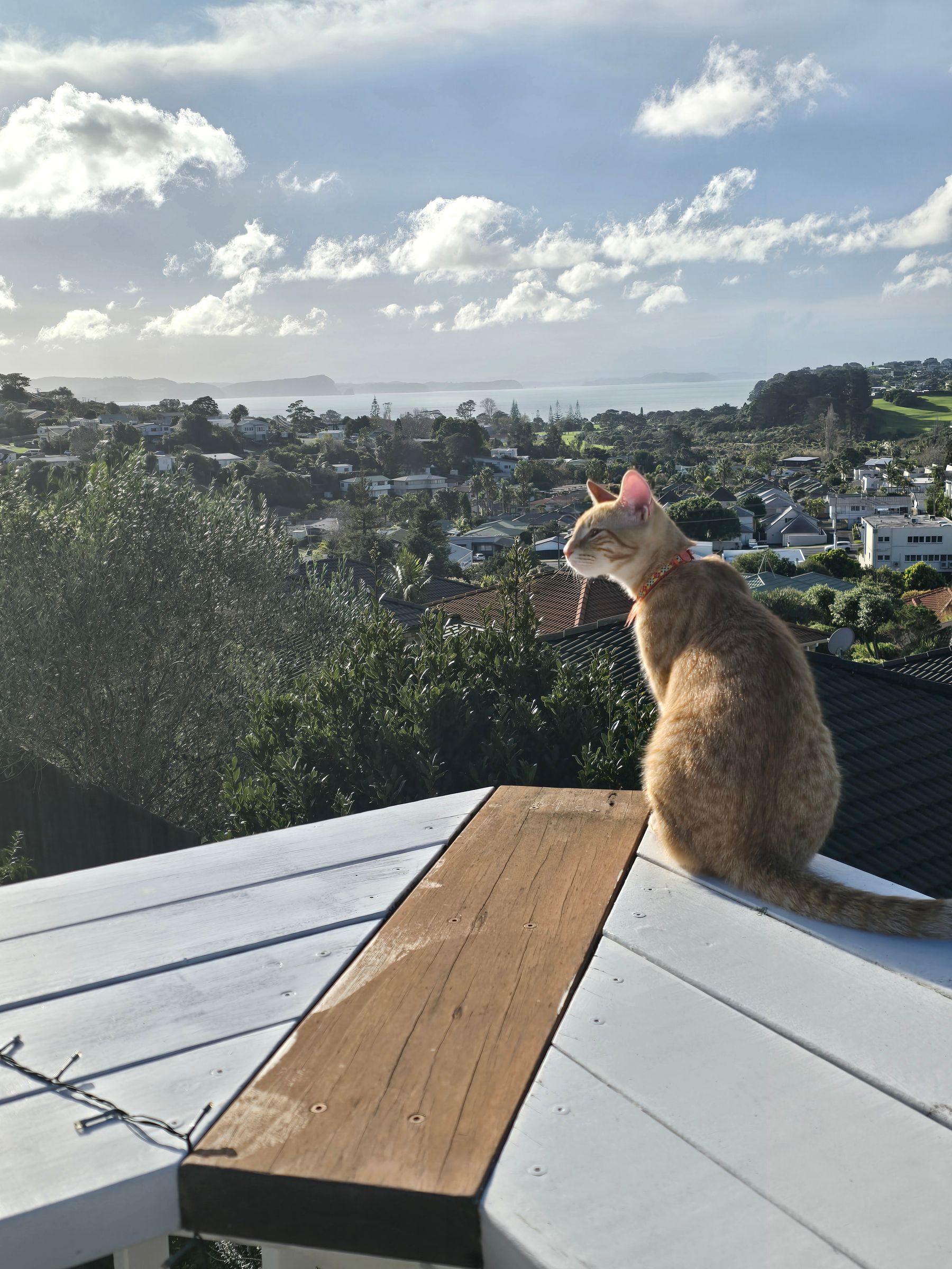 Simba
