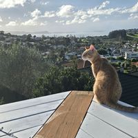 Photo of Simba