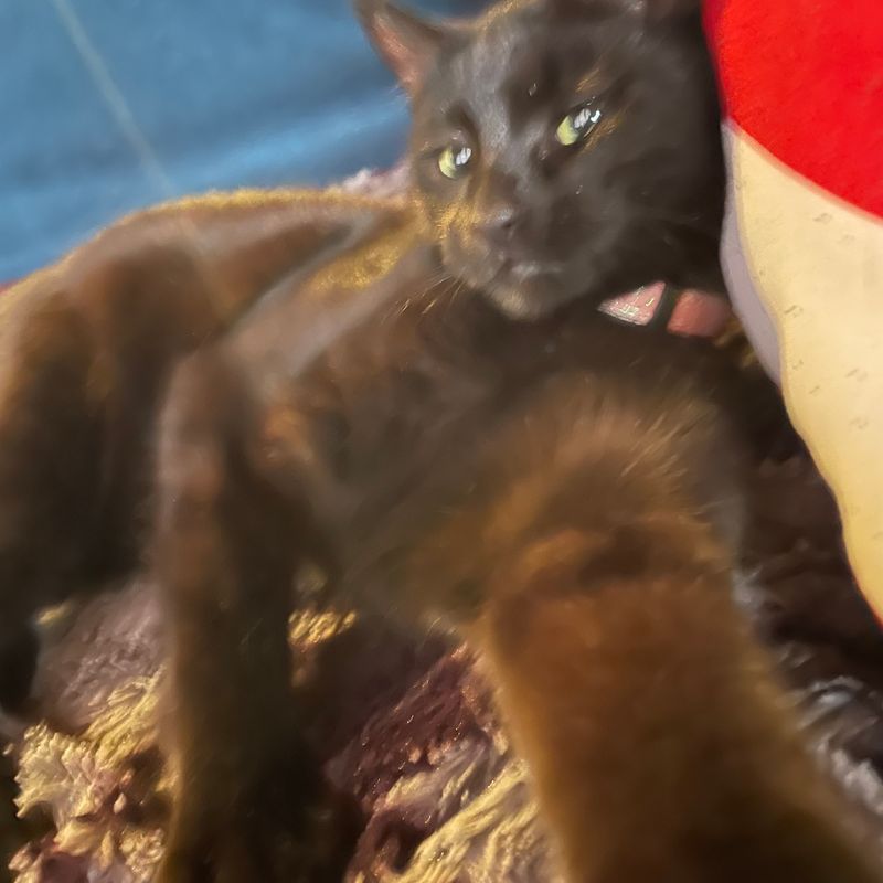 Photo of Azura