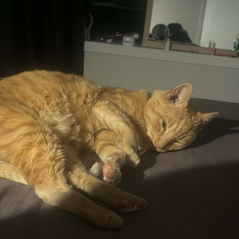 Photo of Oscar