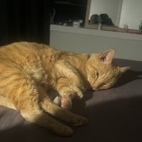 Photo of Oscar