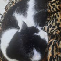 Photo of Bobita