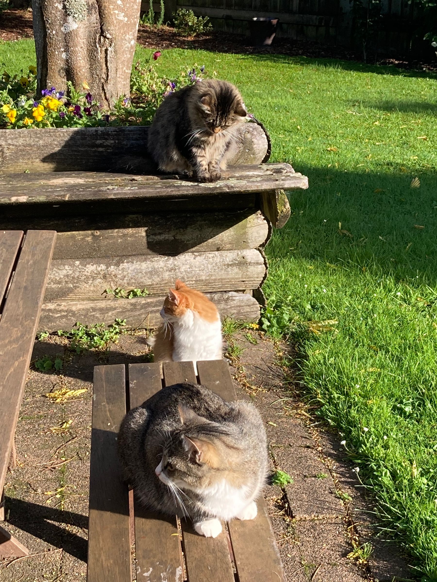 Wally, Milo And Ruby