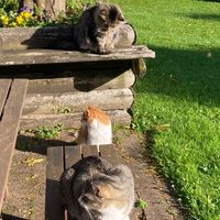 Photo of Wally, Milo And Ruby