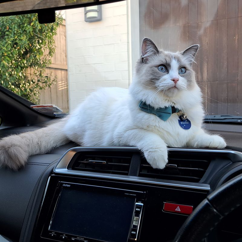 Photo of Meeko