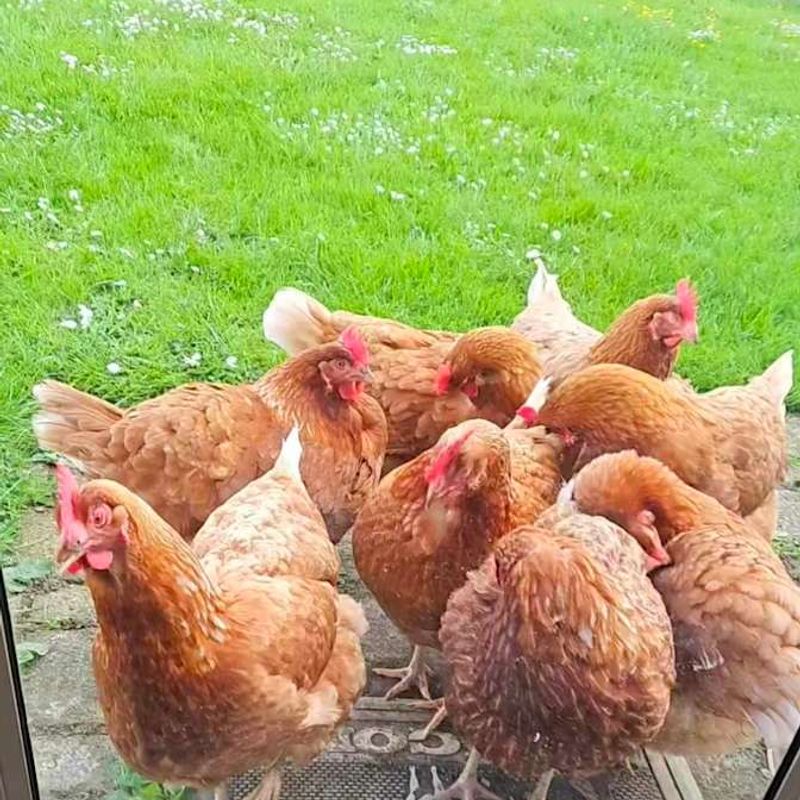 Photo of Chickens X 10