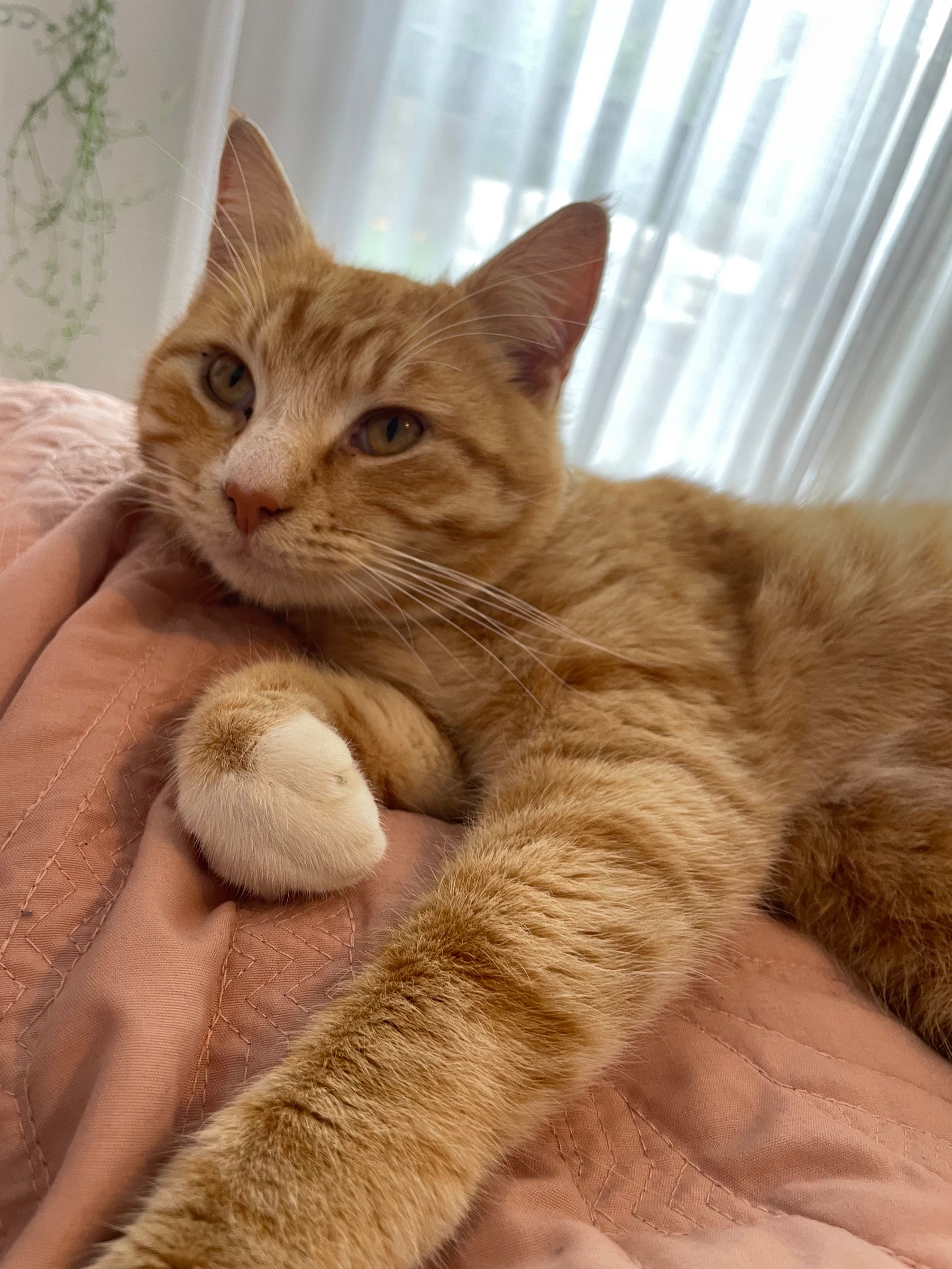 Percy