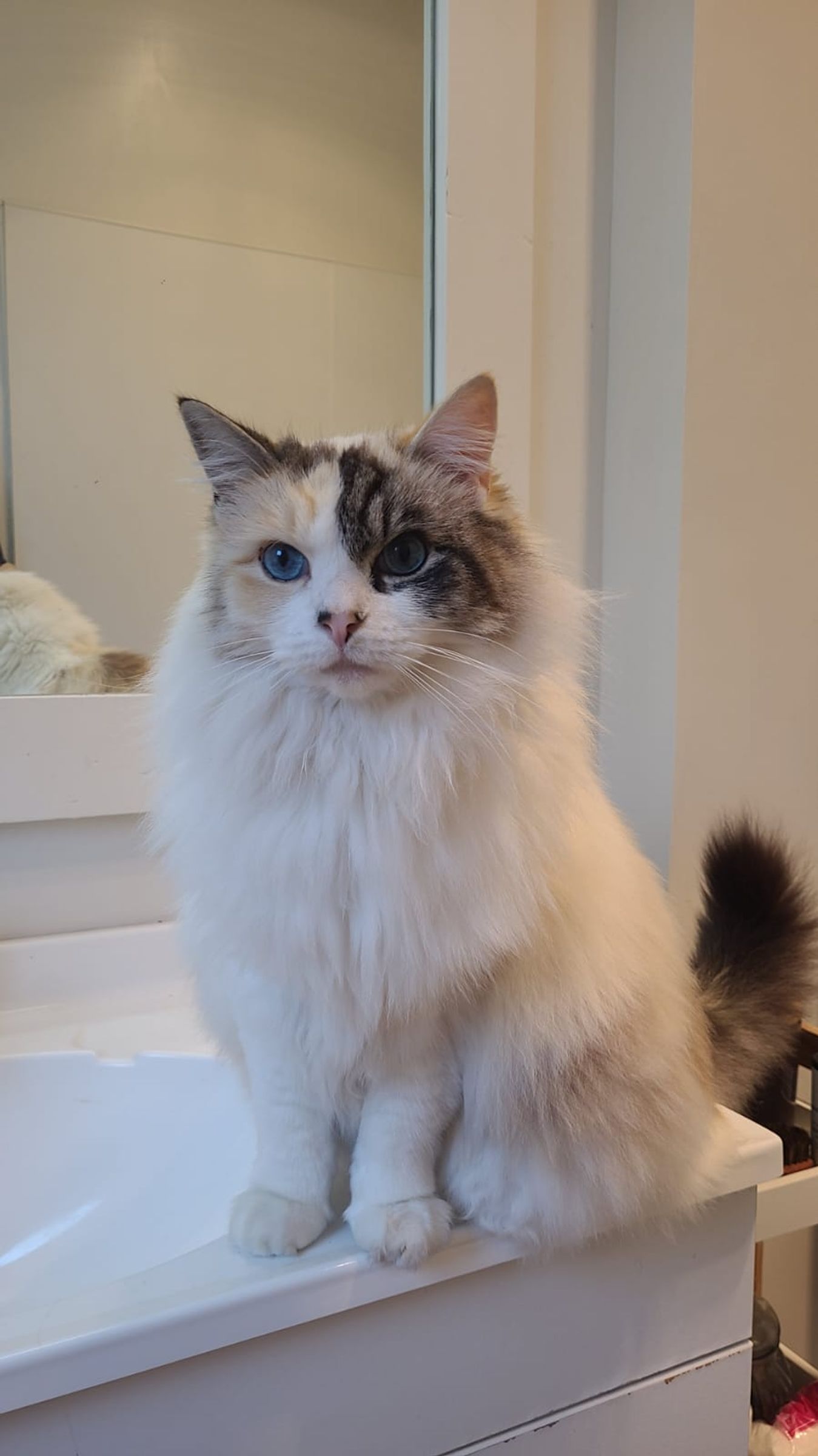 Pippa
