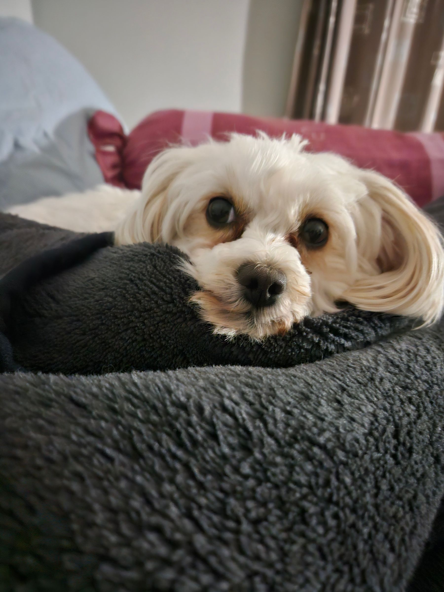 Mia (small Female Dog) 4kg