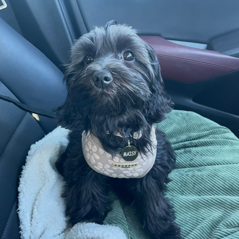 Photo of Maisy