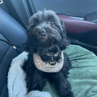 Photo of Maisy