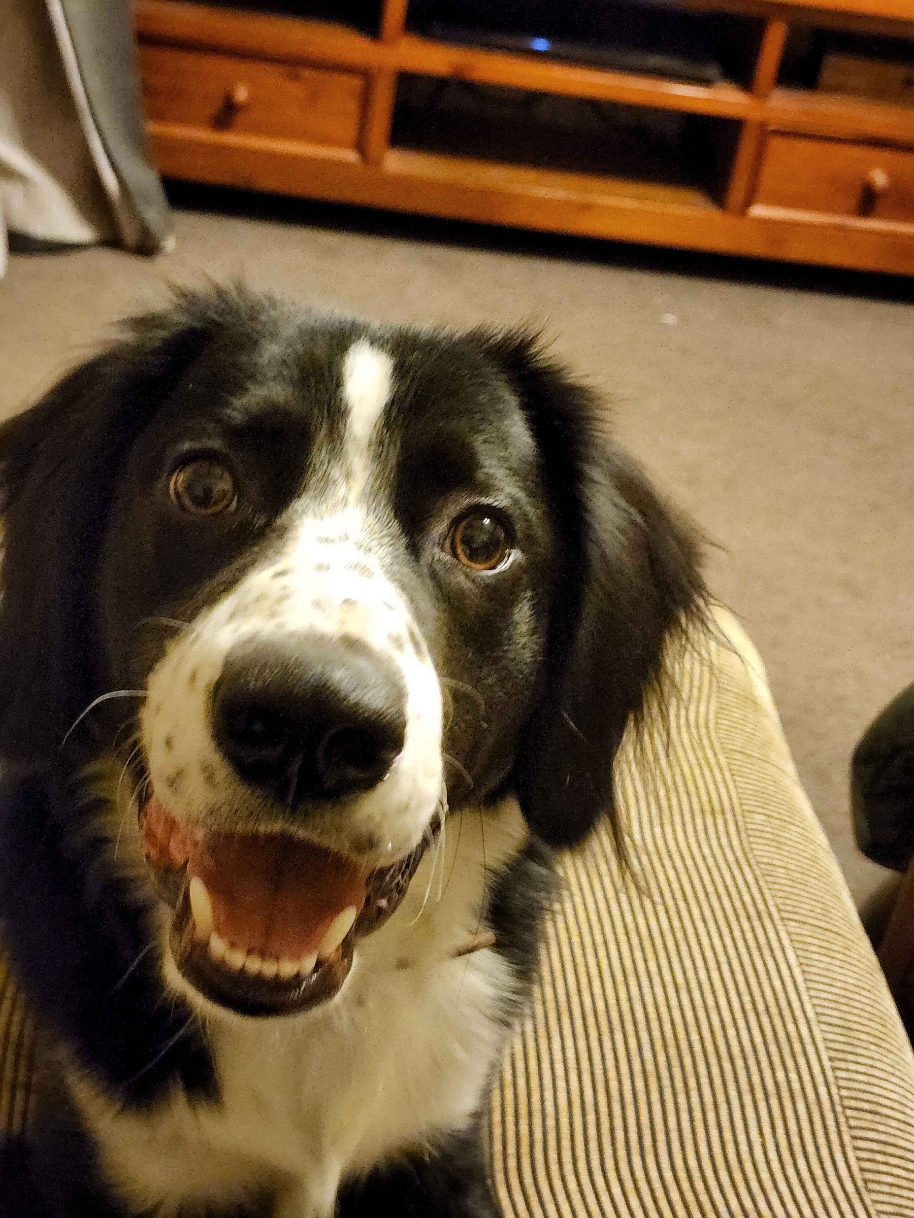 Dog