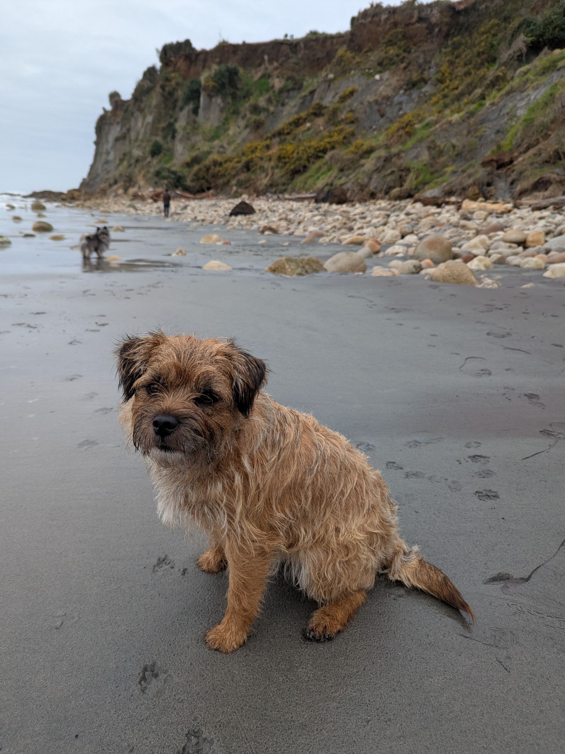 Rosie