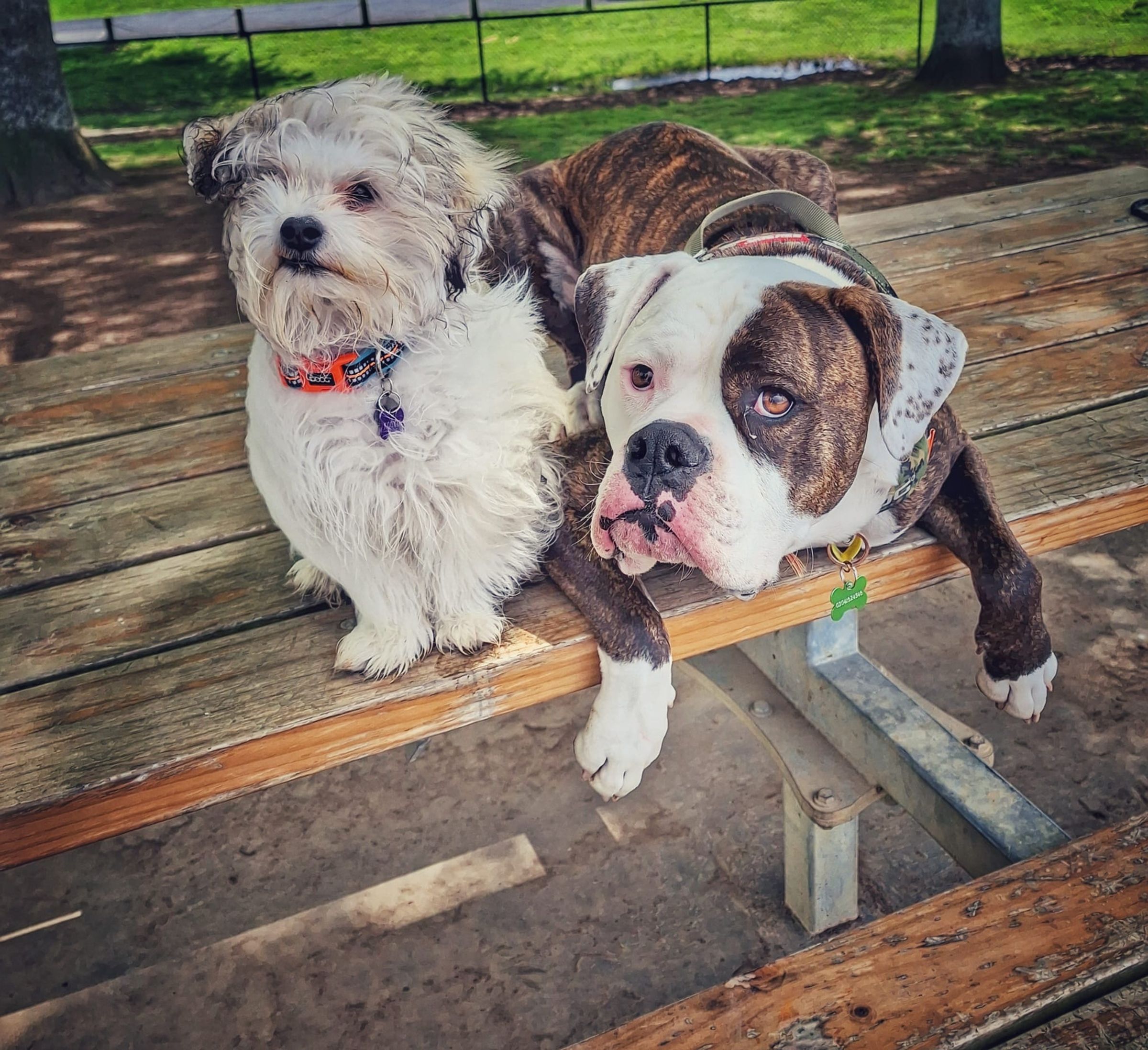 Oreo & Kookie