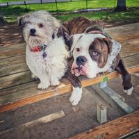 Photo of Oreo & Kookie