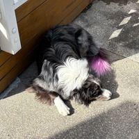 Photo of Leia