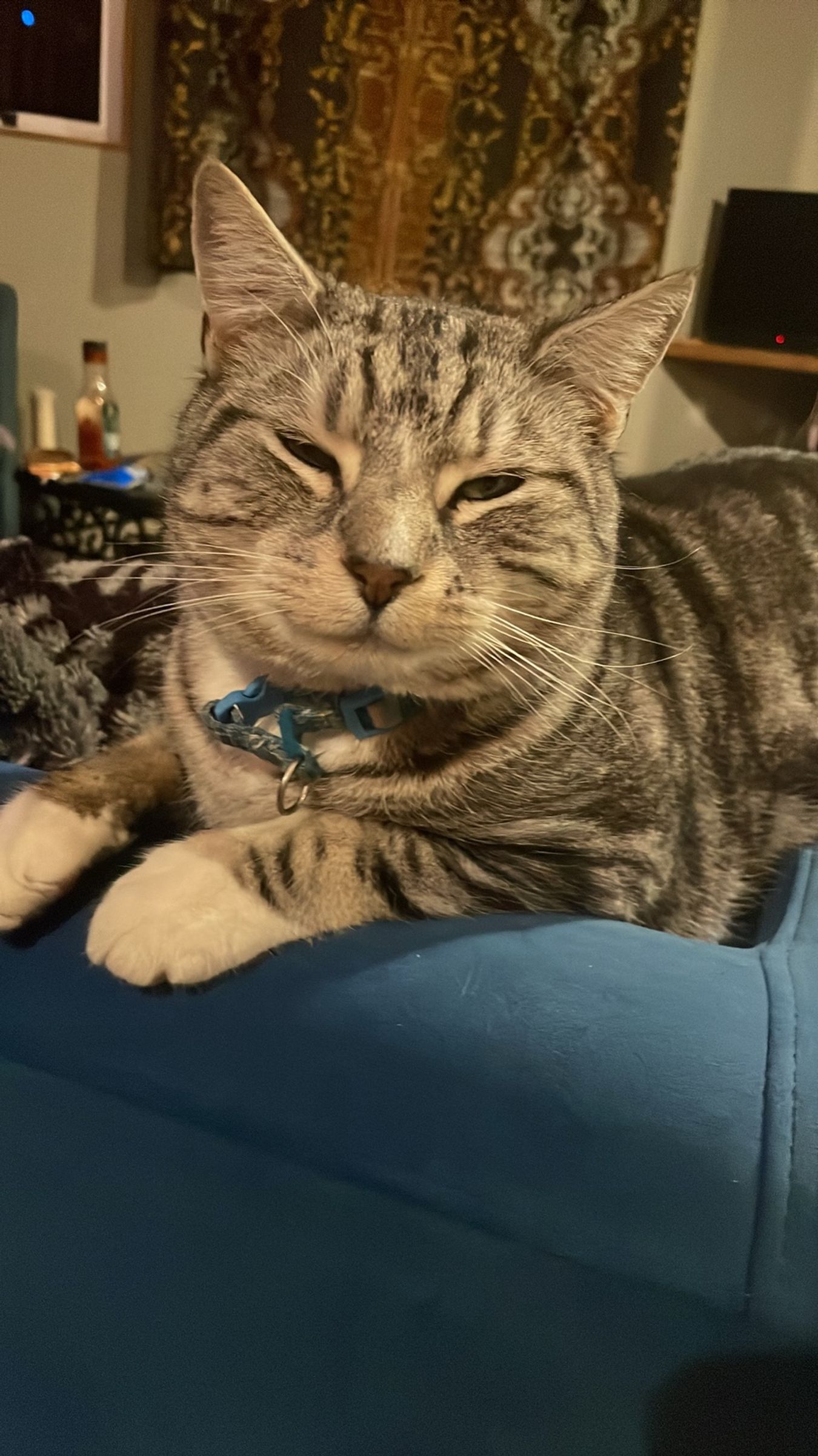 Mordecai