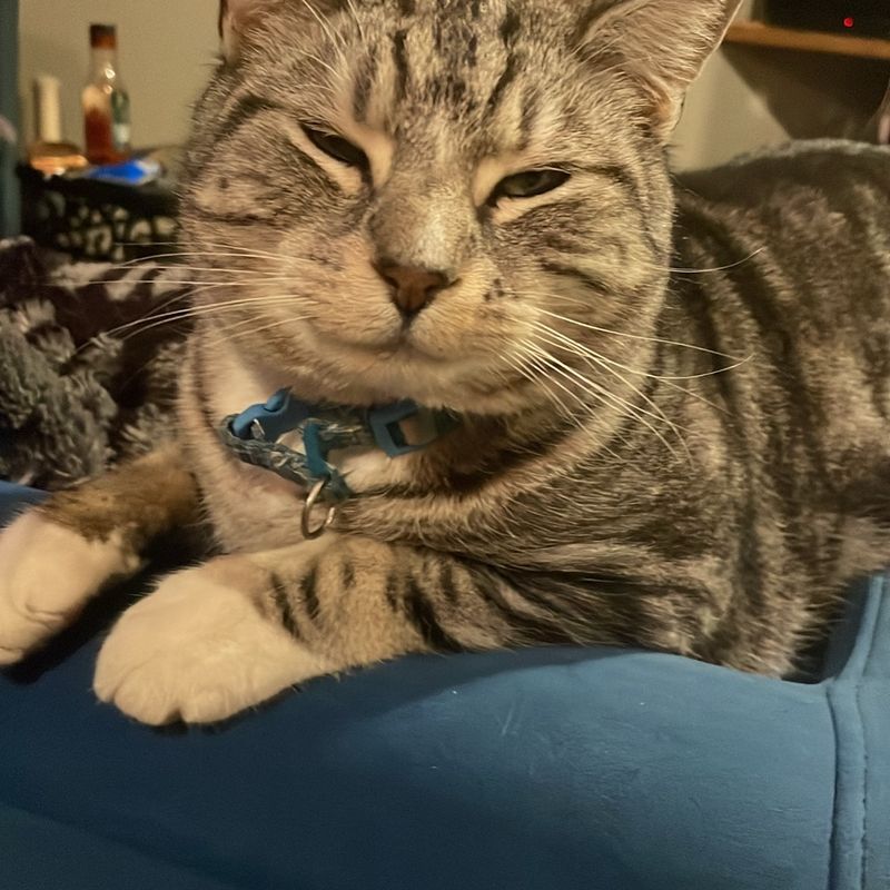 Photo of Mordecai