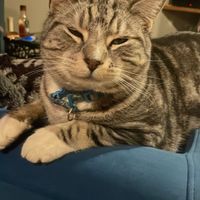 Photo of Mordecai