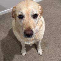 Photo of Caesar